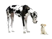dogs