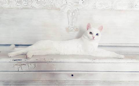 How Karl Lagerfeld's cat Choupette, already a millionaire, could become the  richest feline on the planet